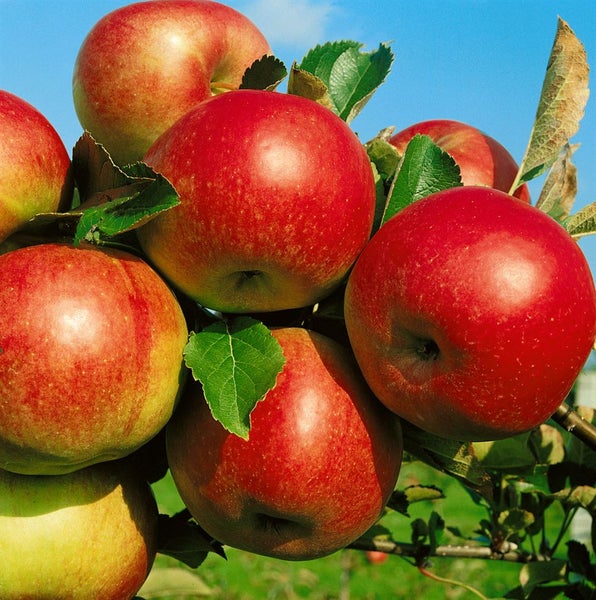 Malus 'Idared', Apfelbaum, 150–200 cm