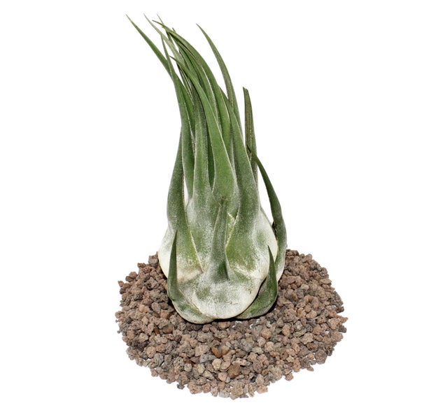 Tillandsia seleriana - lose Pflanze - extra-groß