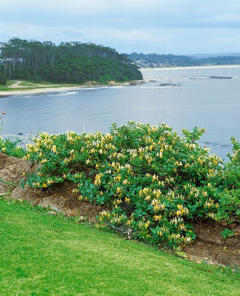 Lonicera caprifolium, Jelängerjelieber, 100–150 cm, duftend
