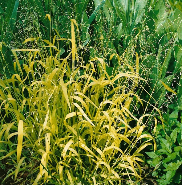 Milium effusum 'Aureum', Gold-Segge, ca. 9x9 cm Topf