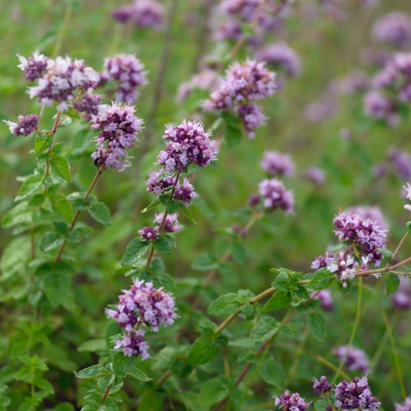Bloomique - 3er Set - Origanum Vulgare - Oreganopflanze - Kräuterpflanzen - Gartenpflanzen - Winterhart - Höhe 10-20cm - Topf 9x9cm