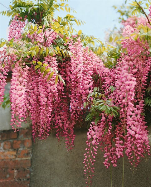 Wisteria floribunda, Japanische Blauregen, 150–200 cm, duftend