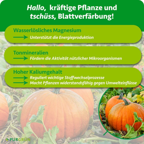 Infografik zu Purgrün Dünger mit Magnesium, Tonmineralien und Kalium zur Förderung der Pflanzengesundheit und Widerstandsfähigkeit bei Kürbissen.