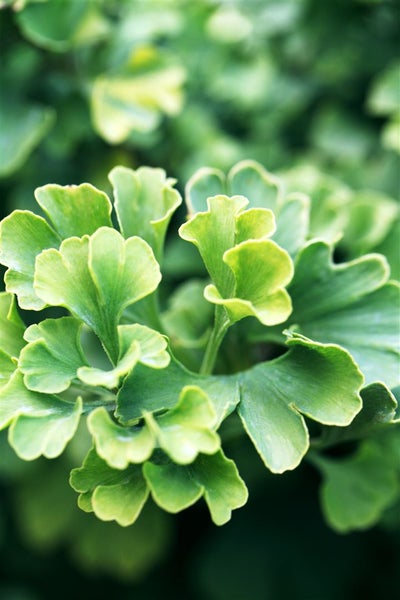 Nahaufnahme von Ginkgoblättern