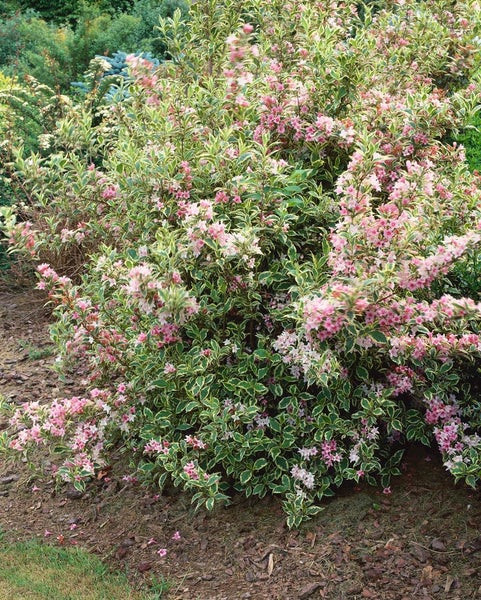 Weigela florida 'Nana Variegata', Weigelie, buntlaubig, 40–60 cm