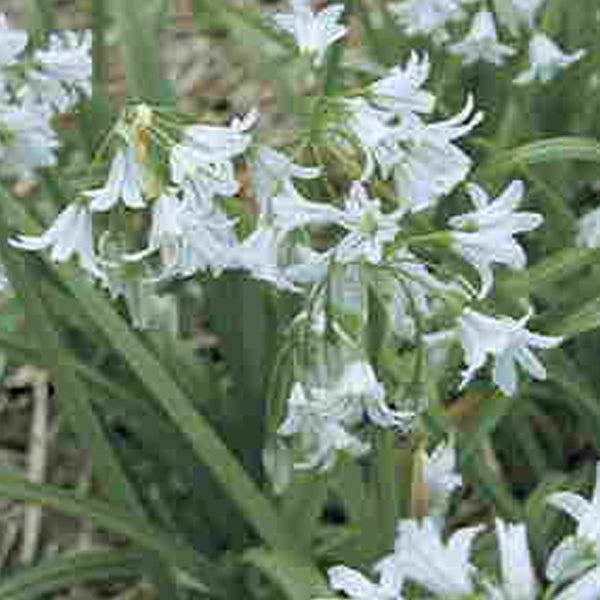 Nahaufnahme von Allermanns Harnisch-Blüten