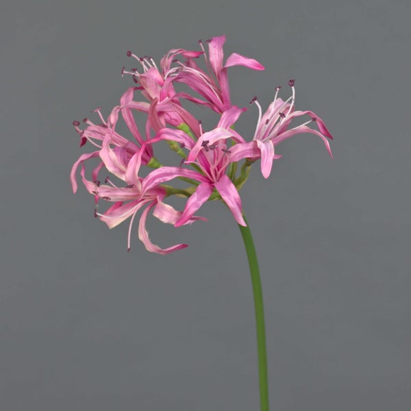 Rosa Nerine Blume mit schmalen, geschwungenen Blütenblättern und grünem Stiel.