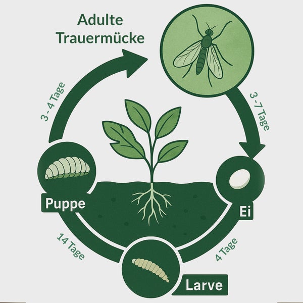 Starterset Trauermücken Adé: Nematoden und Gelbtafeln