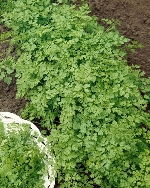 Kerbelpflanze im Gartenbeet