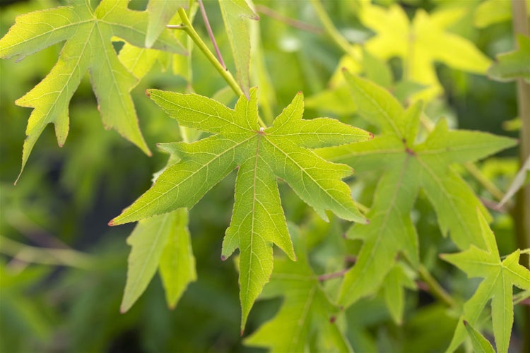 Nahaufnahme der handförmigen Blätter eines Amberbaums Liquidambar styraciflua mit sichtbaren Blattadern