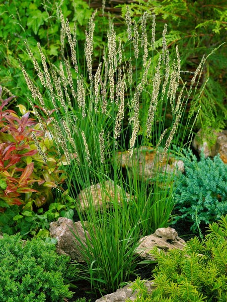 Pfeifengras im Gartenbeet