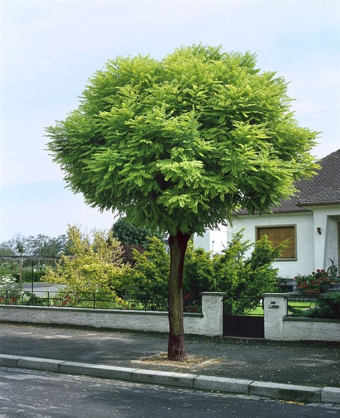 Kugelrobinie Baum im Vorgarten vor einem Haus