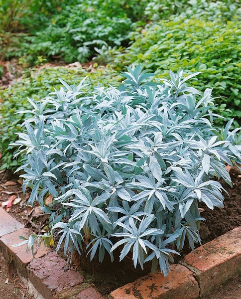 Artemisia ludoviciana 'Valerie Finnis', Silberblatt, ca. 9x9 cm Topf