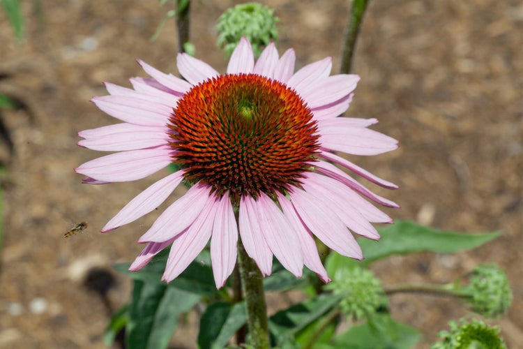 Nahaufnahme einer einzelnen Echinacea-Blume mit rosa Blütenblättern und kegelförmigem Blütenstand