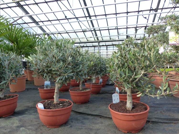 Mehrere kleine Olivenbäume Olea europaea in Pflanztöpfen, ordentlich aufgereiht in einem hellen Gewächshaus mit Glasdach.