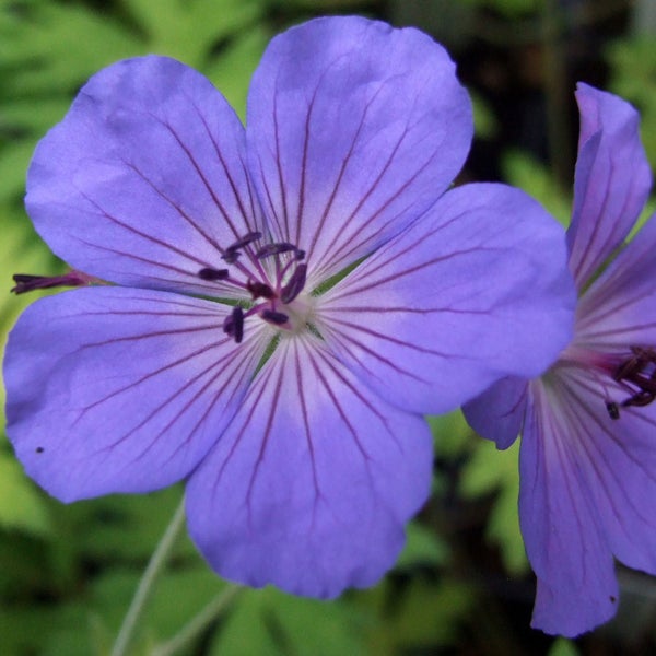 Nahaufnahme einer blauen Storchschnabelblüte im Garten.