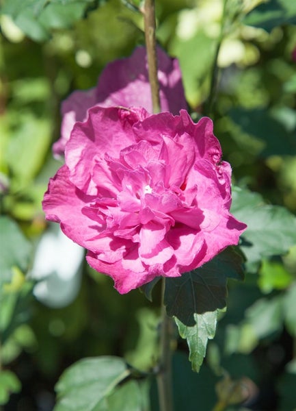 Hibiscus syriacus 'Purple Ruffles', Gartenhibiskus, lila, 40–60 cm