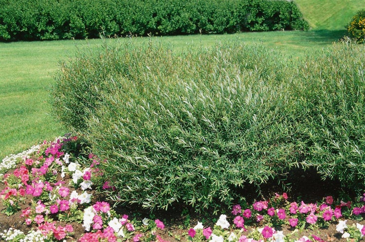 Purpurweide in einem Gartenbeet, umgeben von rosa und weißen Petunien vor einer Rasenfläche und einer Hecke.