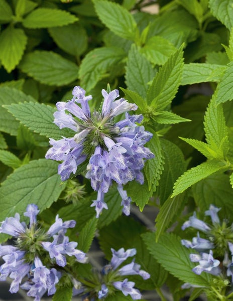 Nepeta subsessilis, Katzenminze, blauviolett, ca. 9x9 cm Topf