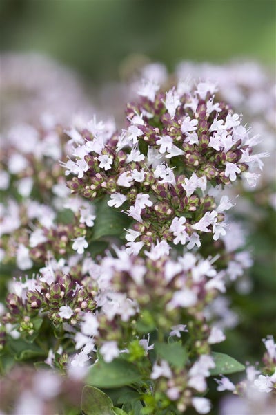Origanum vulgare 'Compactum', Oregano, aromatisch, ca. 9x9 cm Topf