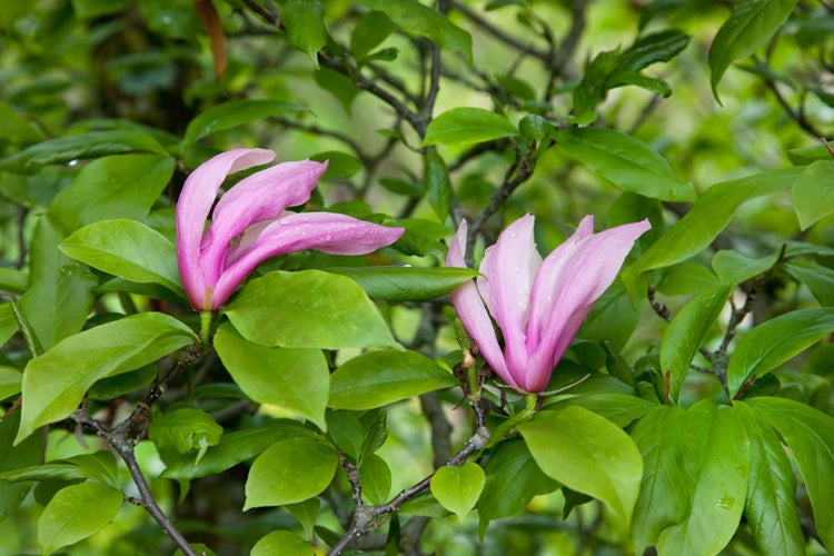 Magnolia soulangiana, Tulpen-Magnolie, rosa-weiß, 60–80 cm