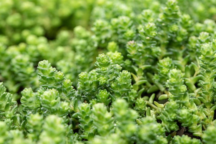Sedum acre, Mauerpfeffer, gelb, ca. 9x9 cm Topf