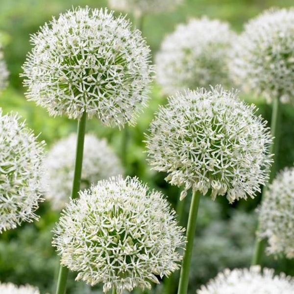 Zierlauch mit kugelförmigen Blütenständen im Garten.