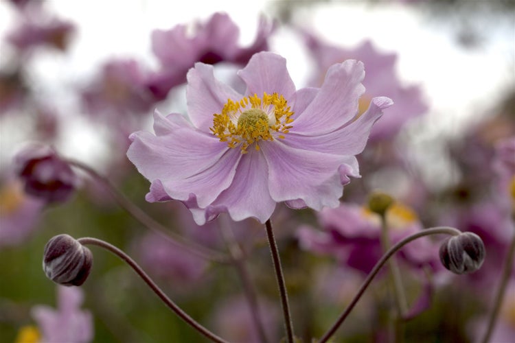 Anemone hupehensis 'September Charm', Herbst-Anemone, rosa, ca. 9x9 cm Topf