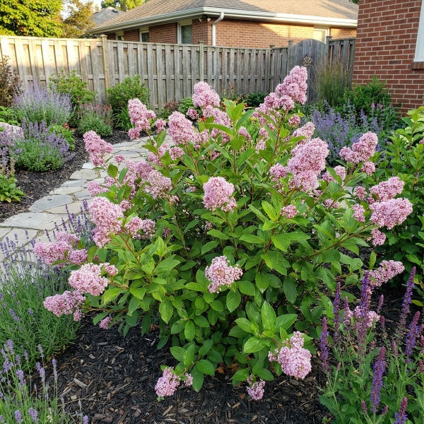 Blühender rosa Flieder in einem gepflegten Garten mit Steinweg, Lavendel, Rindenmulch, Holzzaun und Backsteinhaus.
