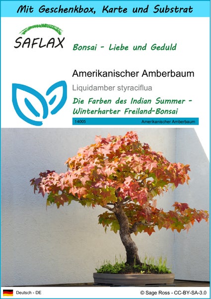 SAFLAX Geschenk Set - Amerikanischer Amberbaum - Liquidamber styraciflua - 100 Samen - Mit Geschenkbox, Versandaufkleber, Geschenkkarte und Anzuchtsubstrat