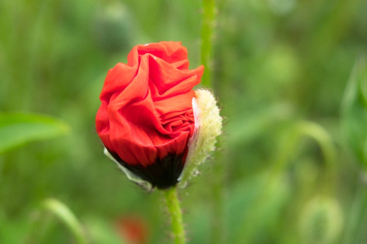 SAFLAX Garden in the bag - Klatschmohn - Papaver rhoeas - 27000 Samen - Mit Anzuchtsubstrat im praktischen, selbst aufstellenden Beutel
