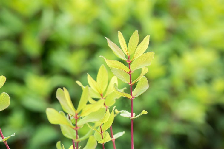 Lonicera kamtschatica, Honigbeere, 40–60 cm, winterhart