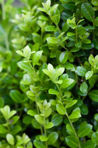 Ilex crenata 'Golden Rock', Japanische Stechpalme, goldgelb, 60–80 cm