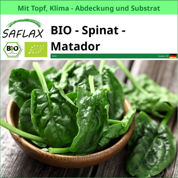 Bio Spinat Matador im Topf mit Klima Abdeckung und Substrat
