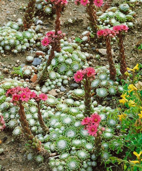 Nahaufnahme von blühenden Dachwurzen im Garten.