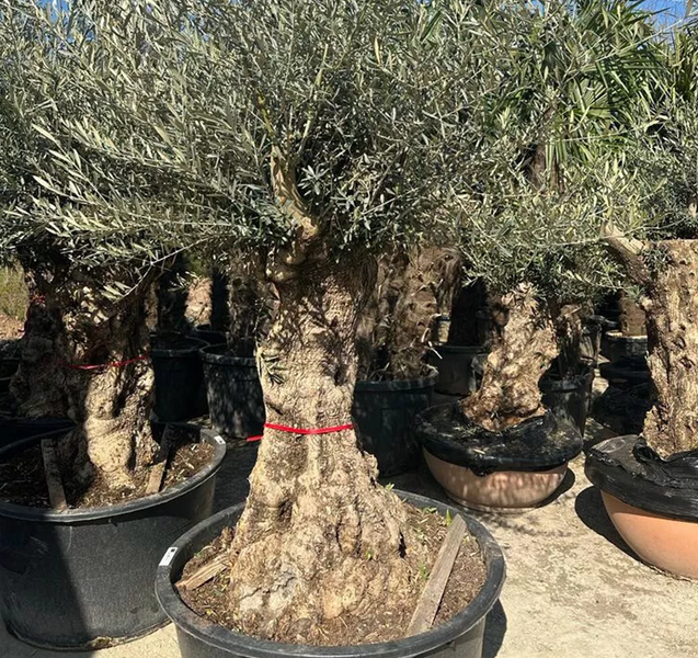 Olivenbaum Olea Europaea XXL ca.: 100 Jahre, Winterhart bis –18 °C, Höhe : ca: 250cm