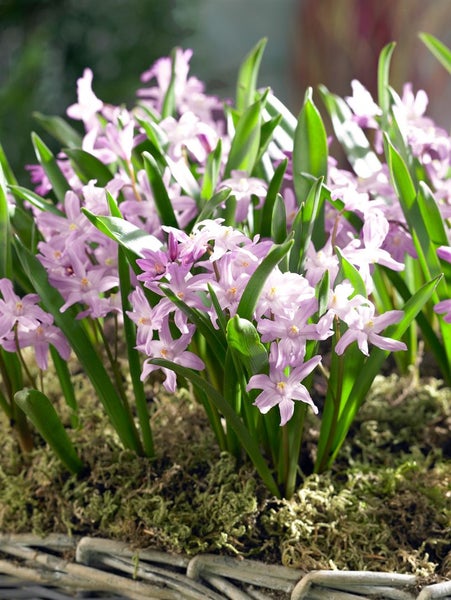 Chionodoxa forbesii, Schneeglanz, blau, ca. 9x9 cm Topf