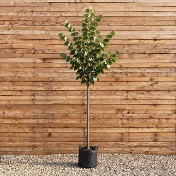 Junger Baum als Hochstamm in einem Pflanzbeutel vor einer Holzwand
