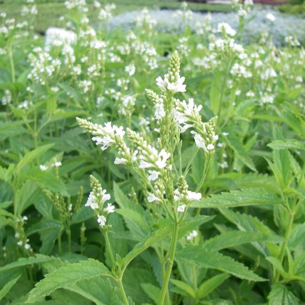 Nahaufnahme eines Acker-Eisenkrauts mit weißen Blüten