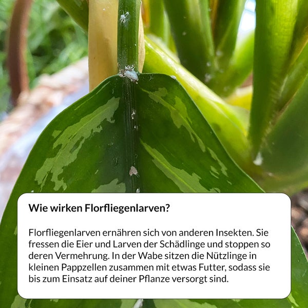 Florfliegenlarven auf einer Pflanze zur Schädlingsbekämpfung