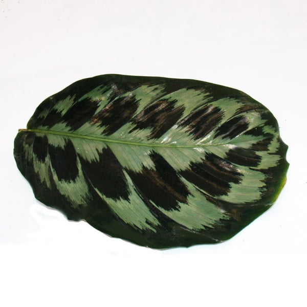 XXL-Schattenpflanze mit ausgefallenem Blattmuster Calathea roseapicta Kennedy 19cm Topf ca. 60-70cm hoch