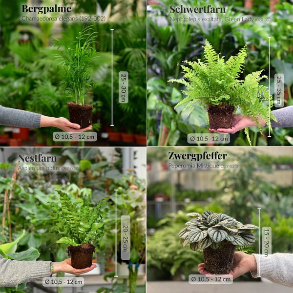 6er Box Zimmerpflanzen Happy Cat – Tierfreundliches Set mit Zwergpfeffer, Bergpalme, Nestfarn, Schwertfarn & Glückskastanie - Höhe 15-70 cm - Töpfe 10,5-17 cm