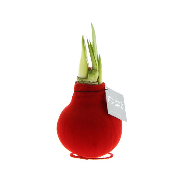 Bloomique – Amaryllis-Zwiebel in Wachs – rote Samtbeschichtung – Blumenzwiebel – keine Wasserblumen – Weihnachtsdekoration – 15–25 cm hoch bei Lieferung – wird bis zu 40–60 cm groß – 10 cm Durchmesser