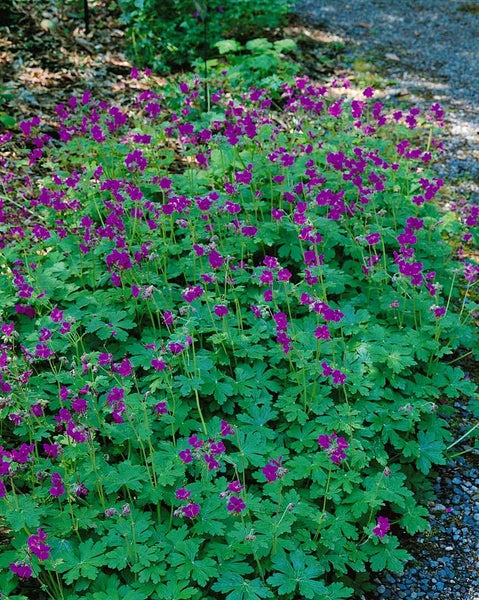 Blühende Pracht: Blutroter Storchschnabel im Gartenbeet
