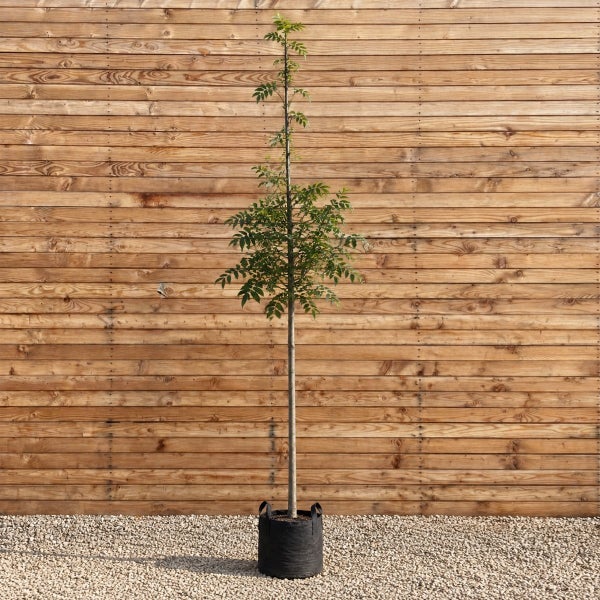 Junger Baum als Hochstamm in schwarzem Pflanzcontainer vor einer Holzwand