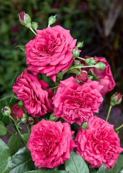 Rosa 'Laguna', Kletterrose, pink, 5-7,5 Liter Container