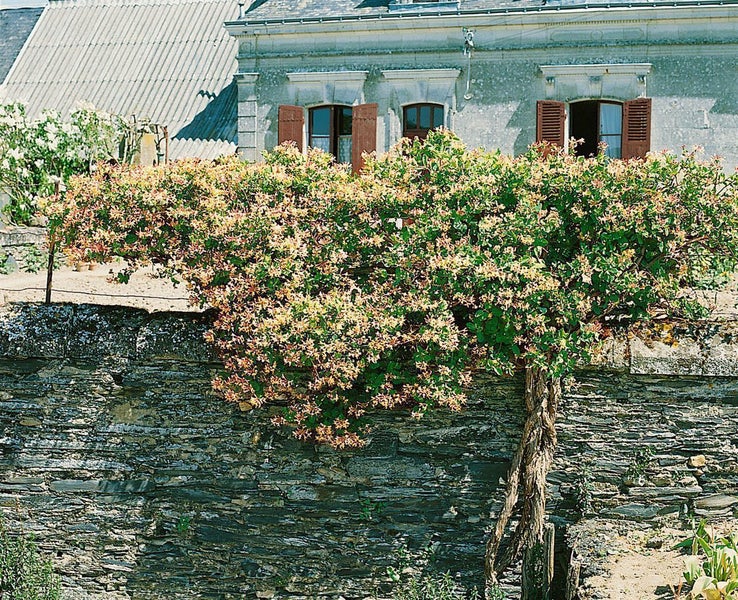 Lonicera heckrottii, Geißblatt, duftend, 60–100 cm