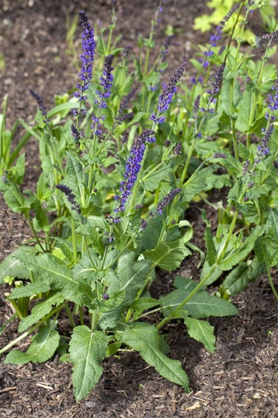 Salvia officinalis 'Berggarten', Küchensalbei, aromatisch, ca. 9x9 cm Topf