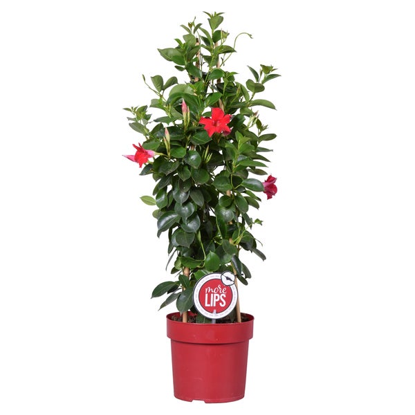 Mandevilla Sundaville – Chilenischer Jasmin – Schlingpflanze – Rot – ⌀19 cm – ↕65-75 cm