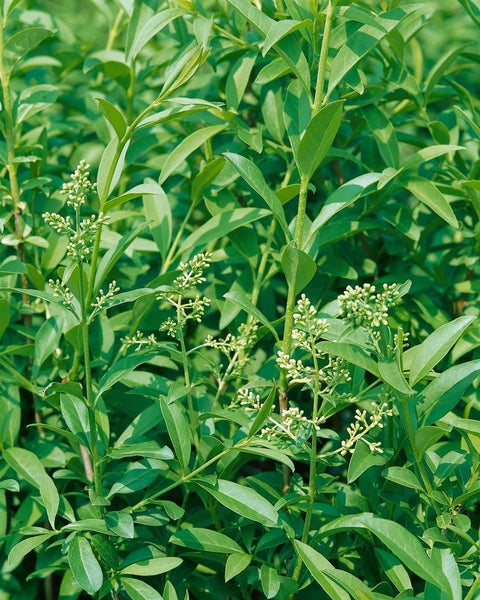 Ligustrum vulgare, Gewöhnlicher Liguster, 40–60 cm